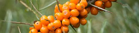 Hippophae rhamnoides | TreeEbb | Online tree-finding tool | Ebben Nurseries