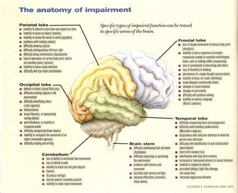 De 25+ bedste idéer inden for Frontal lobe damage på Pinterest