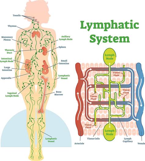 Schematic Diagram Of Lymphatic System