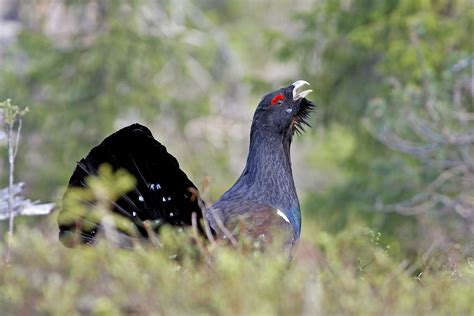 Finland Birding Tours - Birdwatching - Birds of Finland - Birdquest