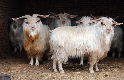 So THAT'S Why Cashmere Is So Expensive? | Goats, Types of goats, Goat farming