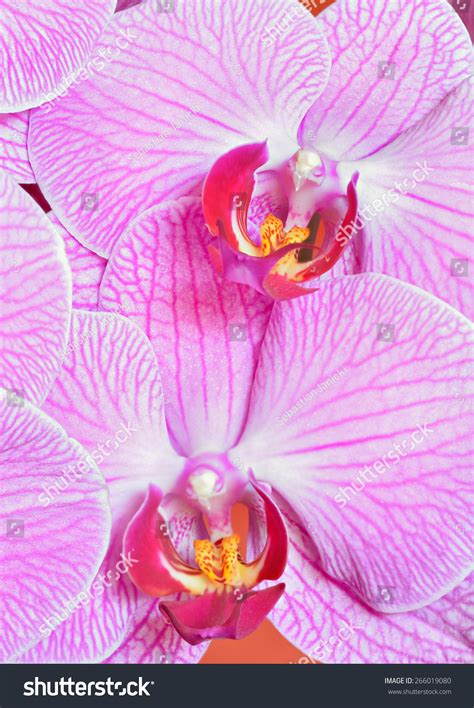 Phalaenopsis Aphrodite Orchid Stock Photo 266019080 : Shutterstock