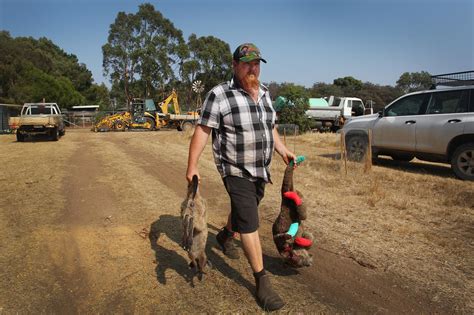 Australia wildfires: Animals in peril across the country