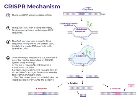 What is CRISPR?