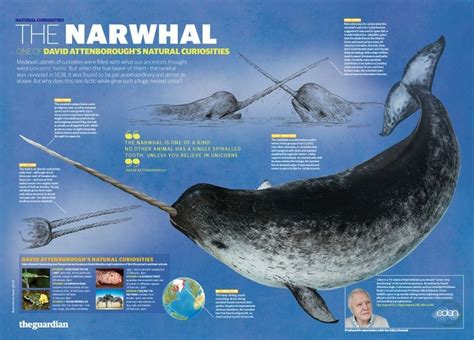 Pin by Martha Anderson on Animals | Narwhal, Natural curiosities, The narwhal