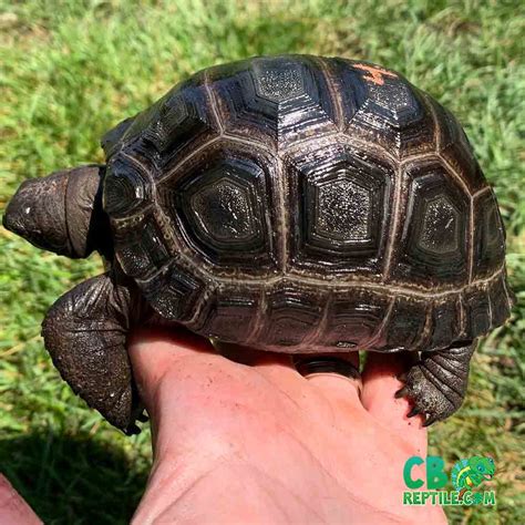 Aldabra Giant Tortoise Baby