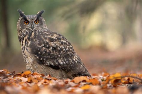 Do Owls Eat Rabbits? (Here's the Truth) - Bird Nature