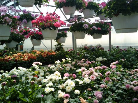 Spring Flowers Greenhouse 6 Free Stock Photo - Public Domain Pictures