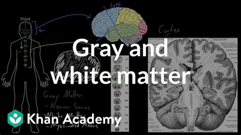 Spinal Cord Grey Matter Vs White Matter - slideshare