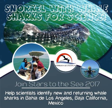 whale sharks LA bay - Discover Baja Travel Club