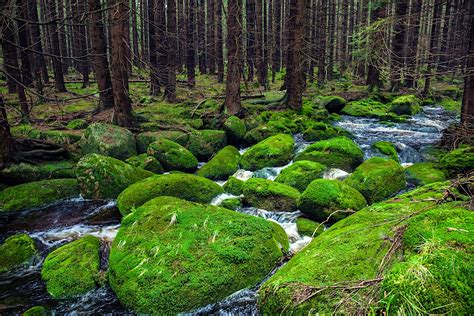 The Black Forest travel | Germany - Lonely Planet