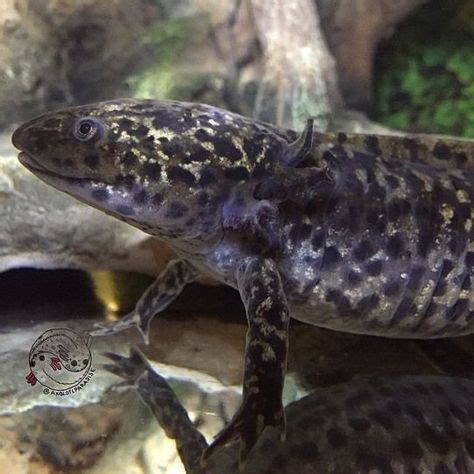 Spotted axolotl #amphibians #amphibians #awesome | Axolotl, Amphibians, Most beautiful animals