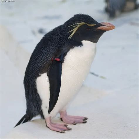 Rockhopper Penguin Facts for Kids – Rockhopper Penguin Habitat