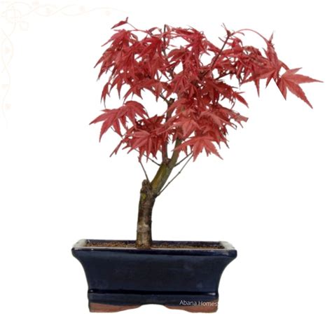 Buy Dwarf Red Maple Bonsai Tree - Japanese Maple - 2-5 days Free Delivery