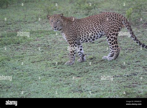 Sri Lankan Leopards in the Wild. Visit Sri Lanka Stock Photo - Alamy