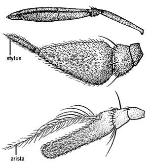 Key to the Families of Diptera Associated with Cow Dung