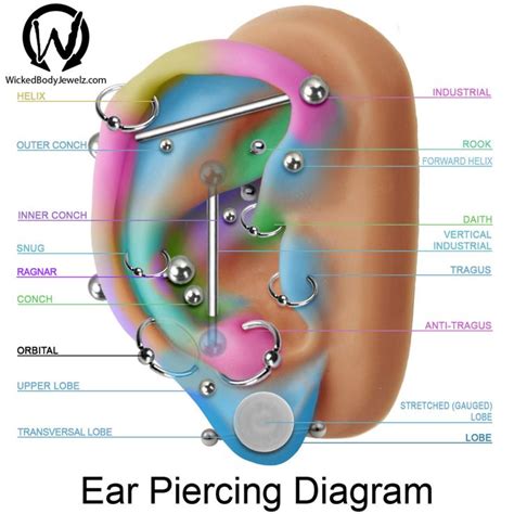 Diagram Ear Piercings