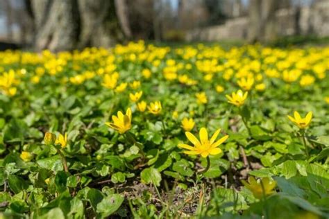 Lesser Celandine: A Petite Wonder with Deep Symbolic Roots - Petal Republic