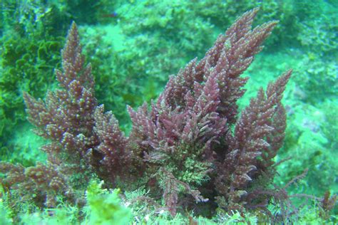 List and discuss each type of algae. (Division Rhodophyta: Red Algae, Division Phaeophyta: Brown ...