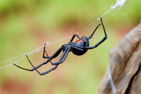 Black Widow Spider Facts | Black Widow Spider Control | TERRO®