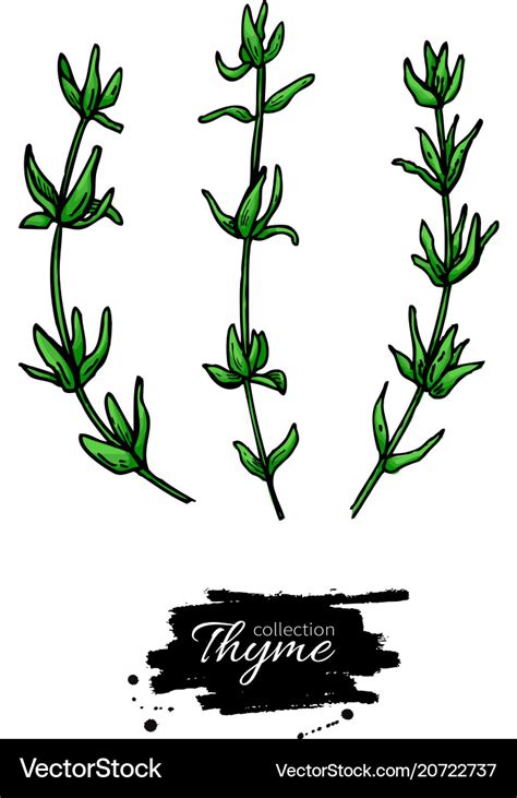 Thyme drawing isolated thyme plant with Royalty Free Vector