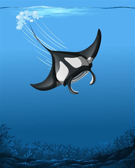 Manta Ray Cartoon Drawing - Manta Ray By Zomgbill On Deviantart | Bohpuwasusumu Wallpaper