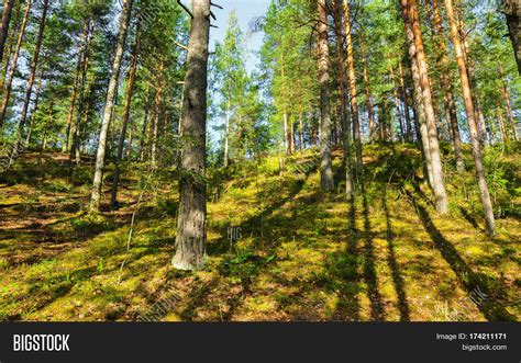 Forest Canopy Image & Photo (Free Trial) | Bigstock