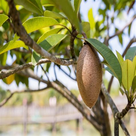 Chikoo Fruit Tree - Chikoo (Manilkara zapota) - Jun 29, 2021 · now each ...