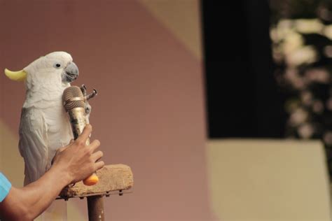 Cockatoo Talking Through A Microphone – TechCrunch