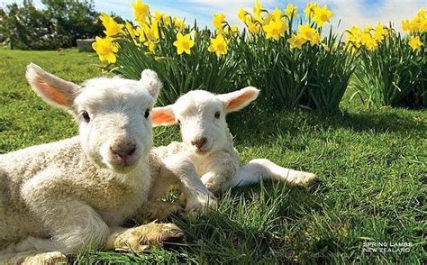 Spring in NZ - Daffodils & Lambs | Spring lambs, Cute animals, Lamb