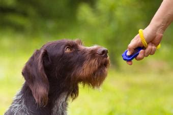 Top 5 Quick Clicker Training Tricks to Teach Your Dog | LoveToKnow Pets