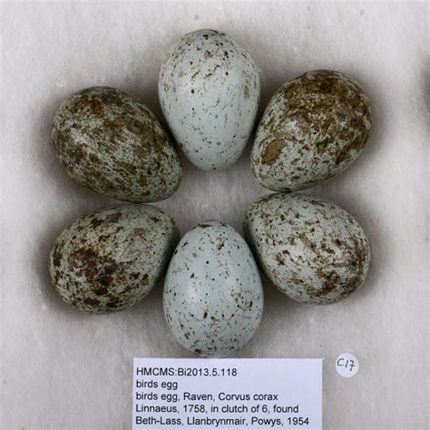 Birds egg, common raven, Corvus corax Ssp corax Linnaeus, 1758, in ...