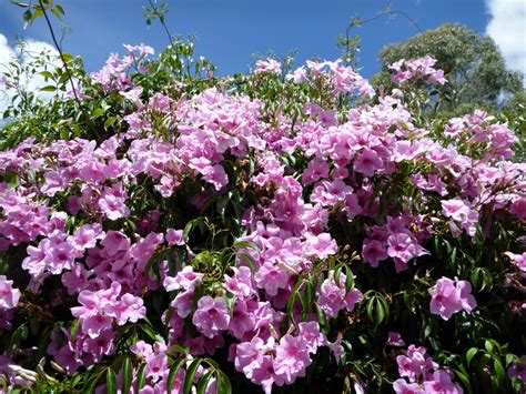 Australian Native Climbers and Creepers | Gardening With Angus