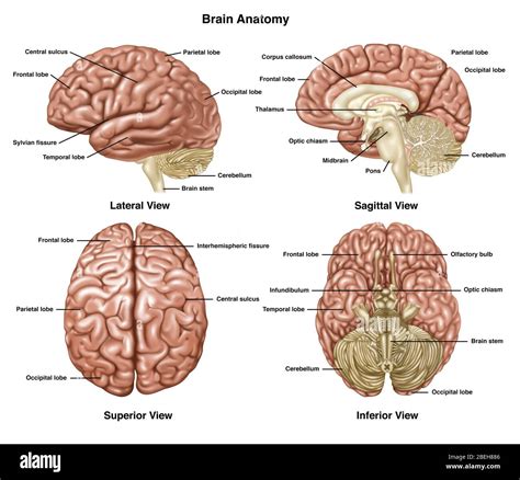 Brain Anatomy, Illustration Stock Photo - Alamy