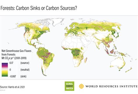 New data allows scientists to accurately measure the carbon flux of forests | GreenBiz