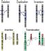 5.8 Mutations – Human Biology