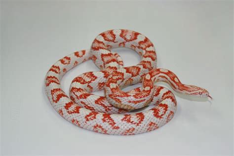 10 More Colourful Corn Snake Morphs - ReptileWorldFacts | Corn snake, Snake morphs, Corn snake ...