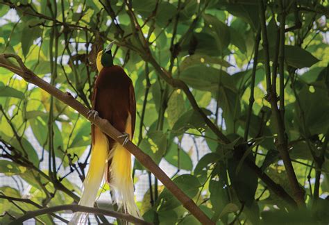 Transforming Papua New Guinea into a Force of Nature | United Nations ...