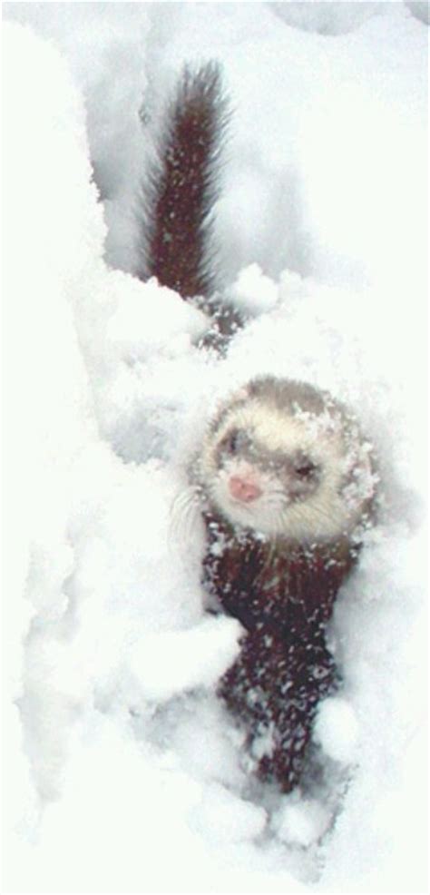 Ferret in snow | Cute ferrets, Ferret, Pet ferret