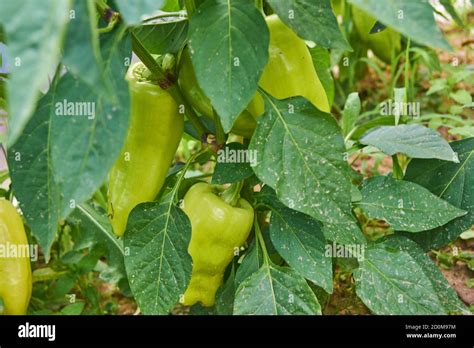 Growing bell pepper in green house. Vegetable garden. Natural farming ...