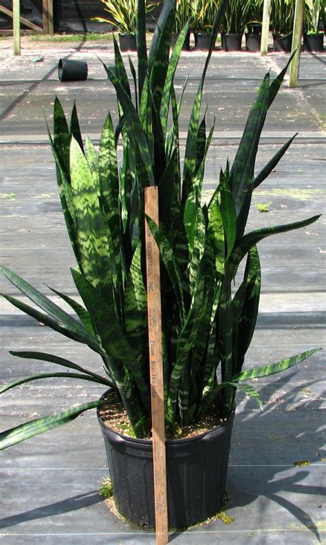 Sansevieria trifasciata 'Black Coral', Snake Plant, Mother in law's tongue, Bowstring hemp ...