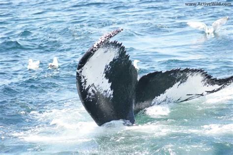 Humpback Whale Facts & Pictures - Complete Species Guide