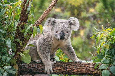 Are Koalas on a Path to Extinction? - MyStart