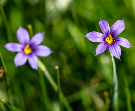 Sisyrinchium Plant Growing & Care Guide for Gardeners