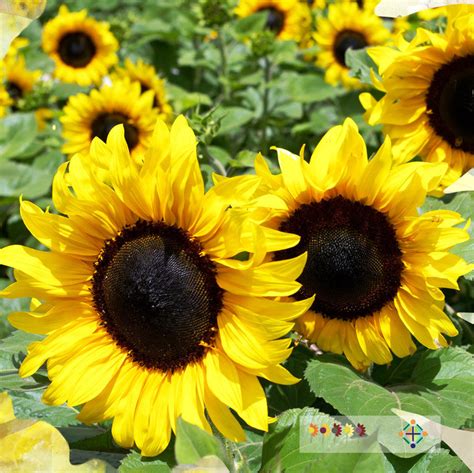 Sunflower Seeds - FleuroSun - Classic Gold – Copsley Ornamentals