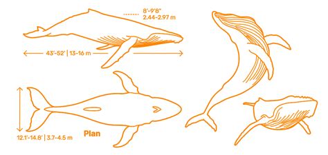 Humpback Whale (Megaptera novaeangliae) Dimensions & Drawings | Dimensions.com