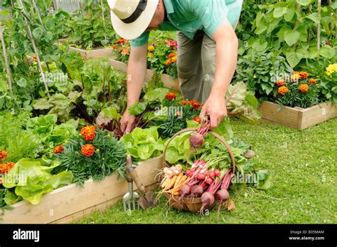 Gardener harvesting summer vegetables from raised bed vegetable plots ...