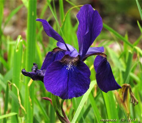 My Garden: Siberian Iris and Dutch Iris