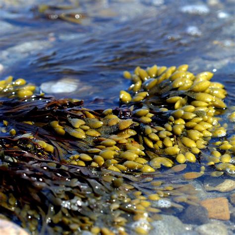 Buy Bladderwrack Powder | Buy High Quality Botanicals