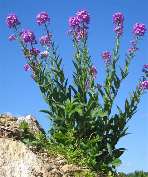 (( the garden harlot )): wild purple phlox from early june.